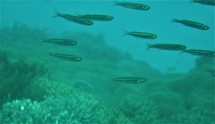 Atheriniformes