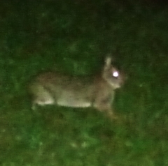 Sylvilagus brasiliensis