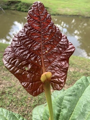 Coccoloba rugosa