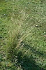 Stipa splendens