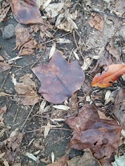 Liriodendron tulipifera