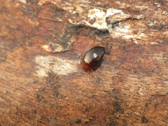 Scaphidema metallicum