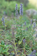 Nepeta multifida