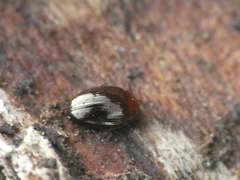 Scaphidema metallicum