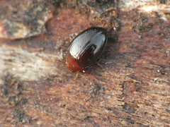 Scaphidema metallicum