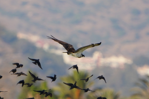 Avistamiento Águila pescadora (Marismas Tinto-Odiel)