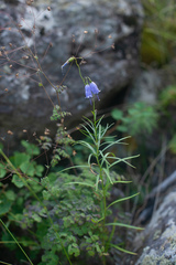 Adenophora stenanthina