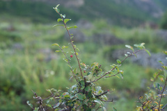 Cotoneaster melanocarpus