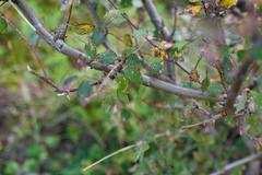 Cotoneaster melanocarpus