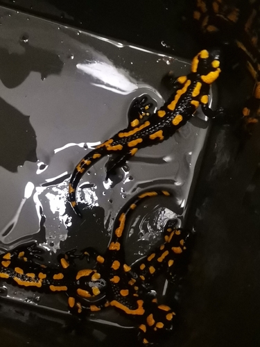 Fire Salamander