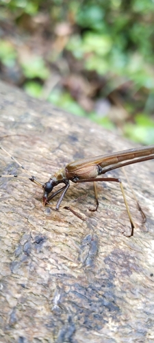Holopterus annulicornis