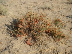 Ephedra intermedia