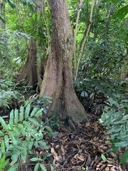 Pterocarpus officinalis