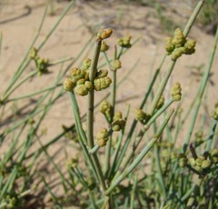 Ephedra intermedia