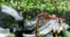 Sympetrum illotum
