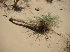 Ephedra intermedia