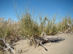 Ephedra intermedia