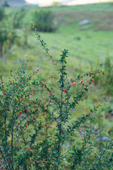 Berberis sibirica