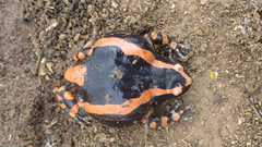 Phrynomantis bifasciatus