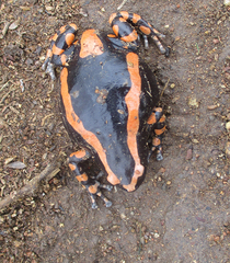Phrynomantis bifasciatus