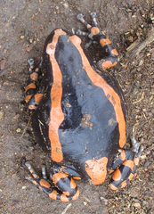 Phrynomantis bifasciatus