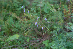 Adenophora stenanthina