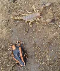 Phrynomantis bifasciatus