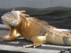 Iguana iguana
