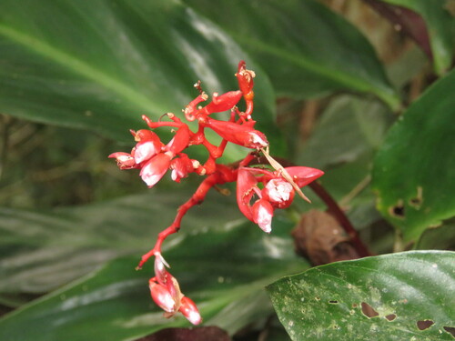 Stromanthe thalia
