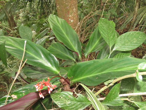 Stromanthe thalia