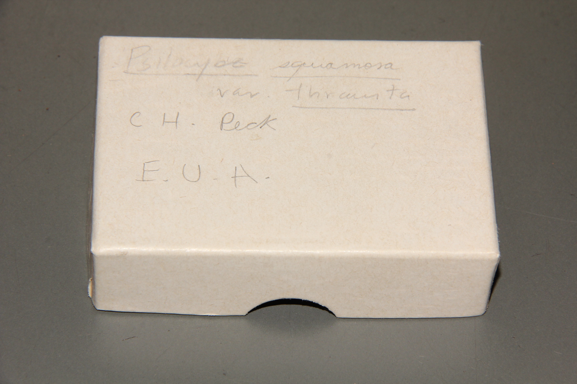 Leratiomyces squamosus image
