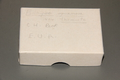 Leratiomyces squamosus thraustus