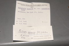 Leratiomyces squamosus thraustus