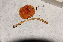 Leratiomyces squamosus thraustus