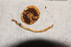 Leratiomyces squamosus thraustus