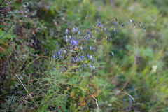 Adenophora stenanthina