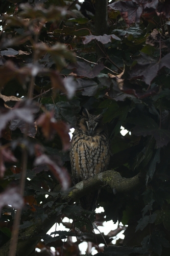 View observation of {o.common_name} on iNaturalist