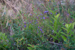 Dracocephalum peregrinum