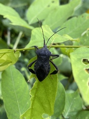 Mygdonia tuberculosa