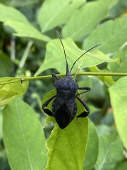 Mygdonia tuberculosa