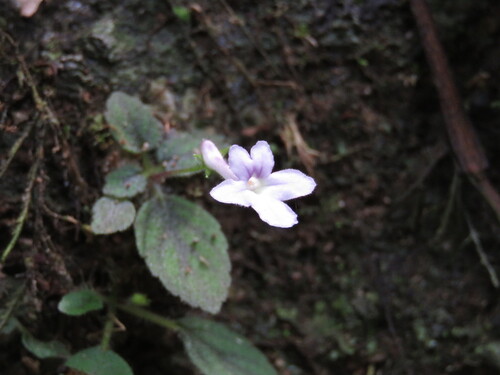 Sinningia pusilla