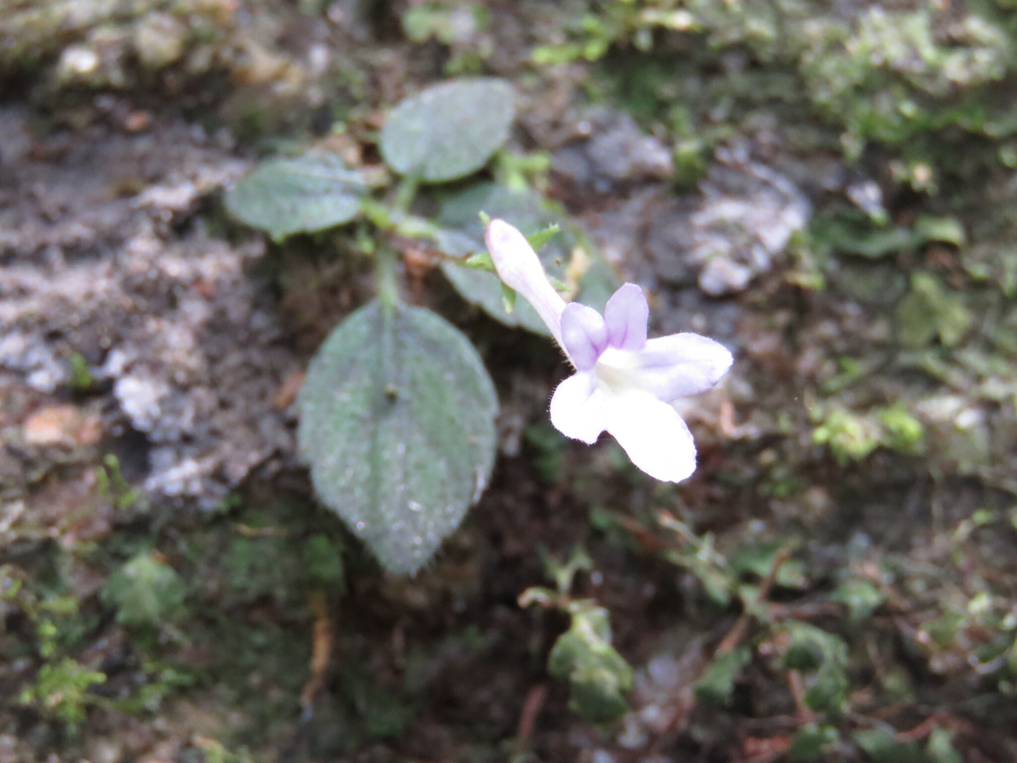 Sinningia pusilla