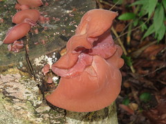 Auricularia fuscosuccinea