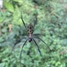 Western Blackleg Orbweaver - Photo (c) wasco819, some rights reserved (CC BY-NC), uploaded by wasco819