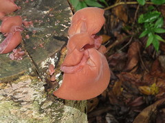 Auricularia fuscosuccinea