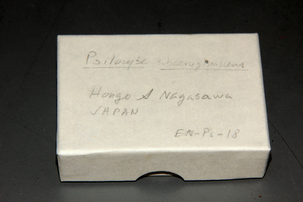Psilocybe subaeruginascens · July 1980 · photo: © alan_rockefeller (iNaturalist, cc-by-sa)