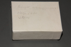 Psilocybe subaeruginascens