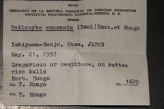 Psilocybe subaeruginascens