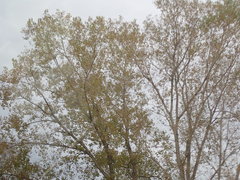 Populus deltoides deltoides