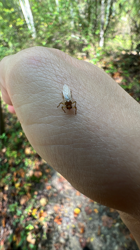Unknown species found near Loop Rd, Nelsonville, OH, US